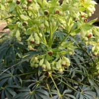 Helleborus_foetidus_1.jpg