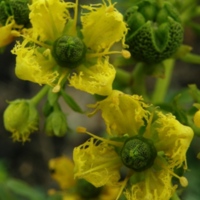 Ruta_chalepensis_1.jpg