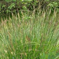 Carex_elata_1.jpg