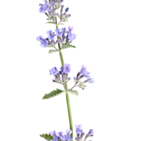 Nepeta_cataria_1.jpg