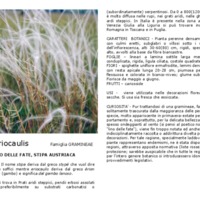 Stipa_eriocaulis.pdf