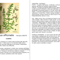 Hyssopus_officinalis.pdf