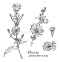Cichorium_intybus_var.catalogna_1.jpg