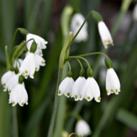 Leucojum_aestivum.jpg