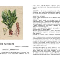 Armoracia_rusticana.pdf