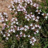 Thymus_vulgaris_1.jpg