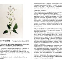 Clematis_vitalba.pdf