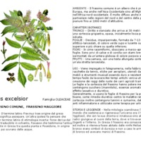 Fraxinus_excelsior.pdf