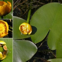 Nuphar lutea_fiore.jpg