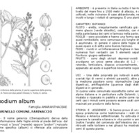 Chenopodium_album.pdf
