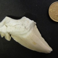 Carcharodon_1.jpg