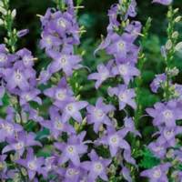 Campanula_pyramidalis3.jpg
