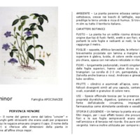 Vinca_minor.pdf