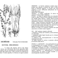 Rumex_acetosa.pdf