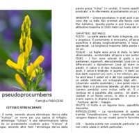 Cytisus_pseudoprocumbens.pdf