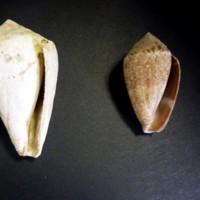 Conus_guinaicus_1.jpg