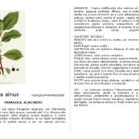 Frangula alnus.pdf