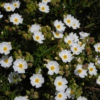 Cistus_monspeliensis_1.jpg