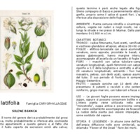 silene_latifolia.pdf