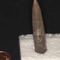 Belemnite_1.jpg
