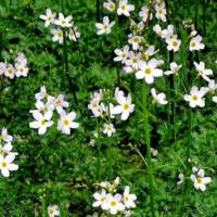 water_violet_pianta.jpg