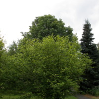 Corylus_avellana_1.jpg