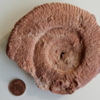 Lytoceras_1.jpg