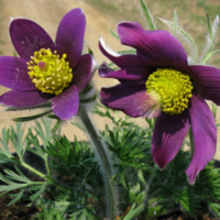 Pulsatilla_vulgaris_1.jpg