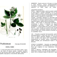 Rubus_fruticosus.pdf