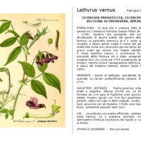 Lathyrus_vernus.pdf