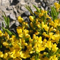 Genista januensis_1.jpG